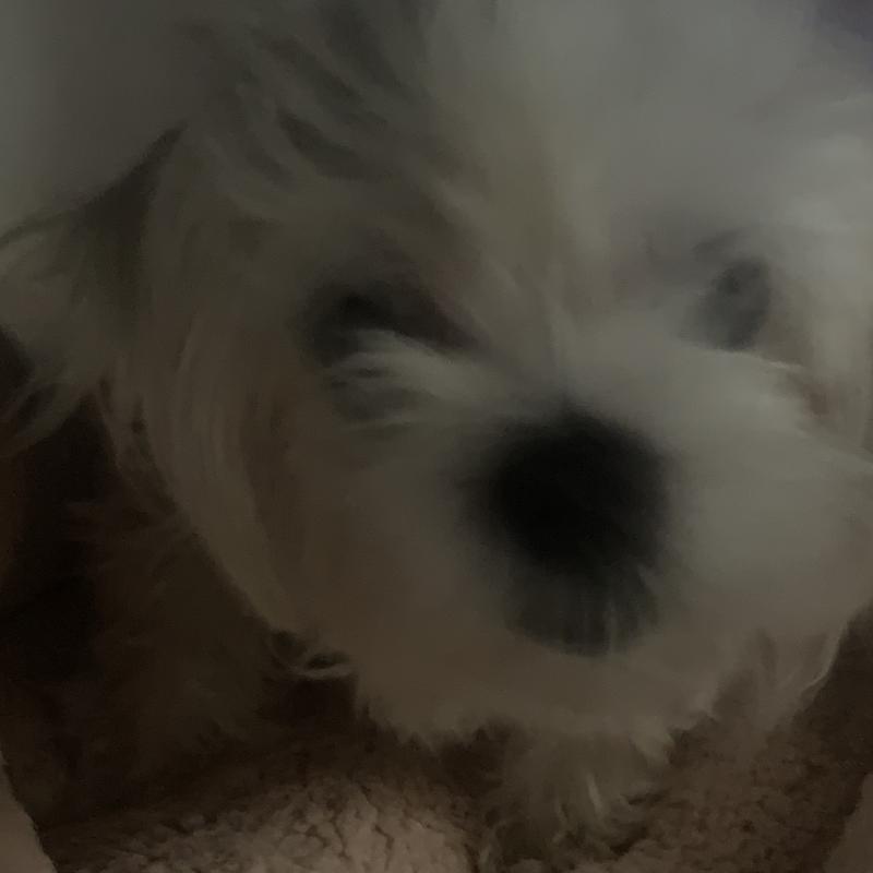 복채질문으로 스레주 안녕! 나는 곧 있으면 24살인 여자야 내가 연애를 못한 지 꽤 됐어 성인 되고나선 한 번도 못했거든 ㅜㅜ 나 좋다는 사람은