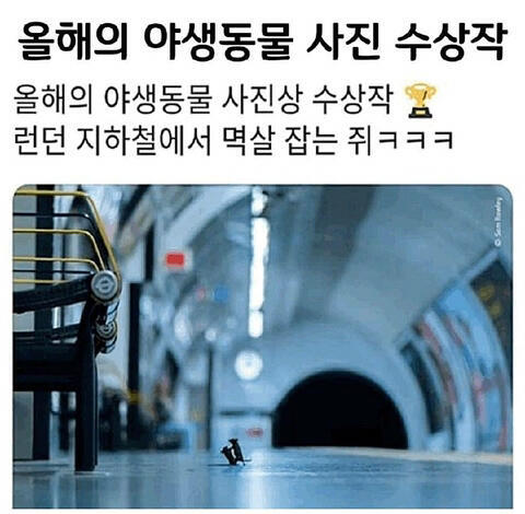 🐁🐁