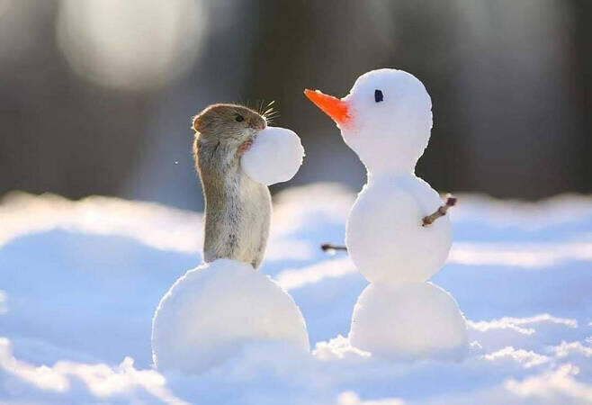 🐁⛄