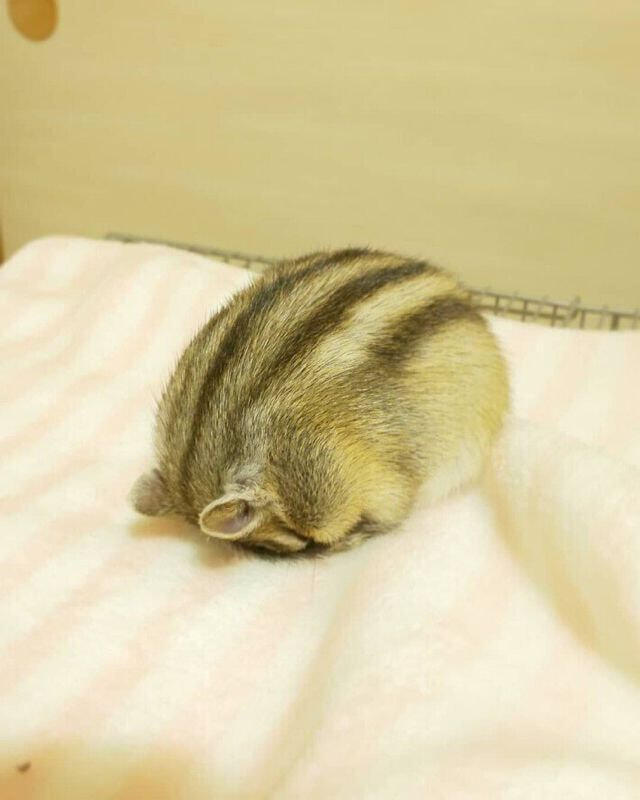 (대충 다람쥐 이모지)