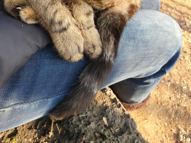 우리애기 솜방맹이 보고가!