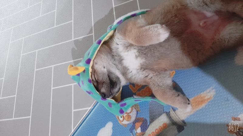 >>6 이뻐해줘서 고마웡 온지 8일밖에 안됬는데 벌써 상도덕이 없어 내가 잡혀산다 귀여워서 봐주는거야