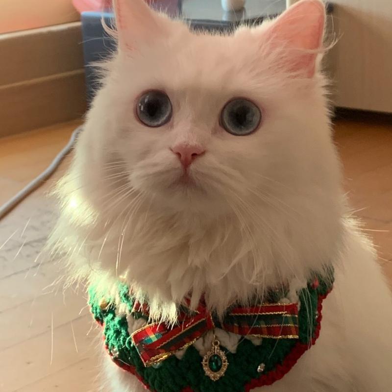 고냥이 !!