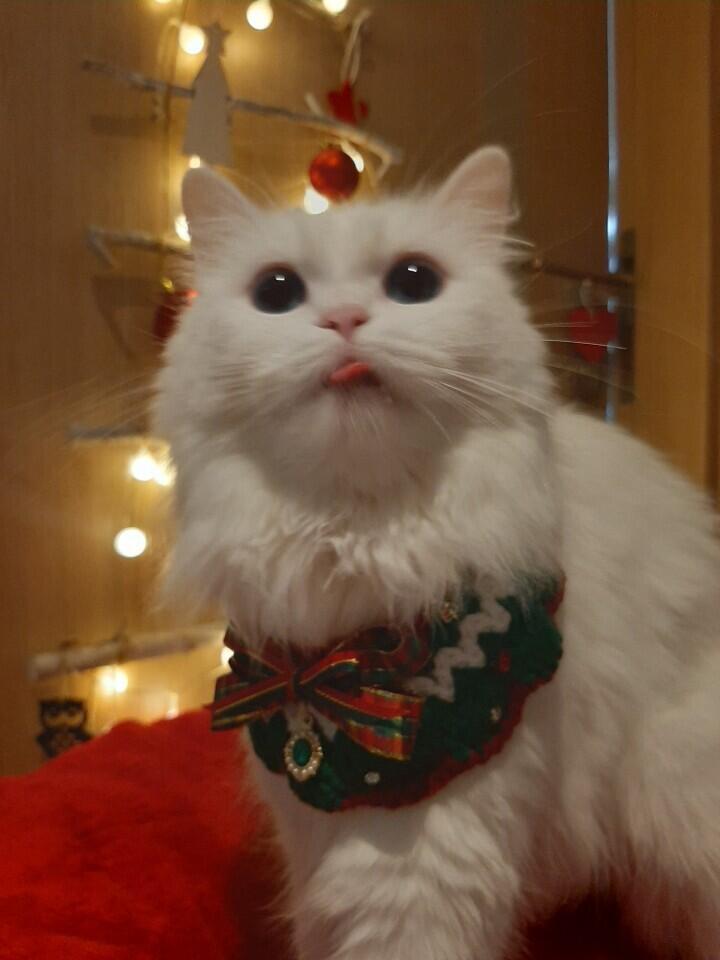 고냥이 !!