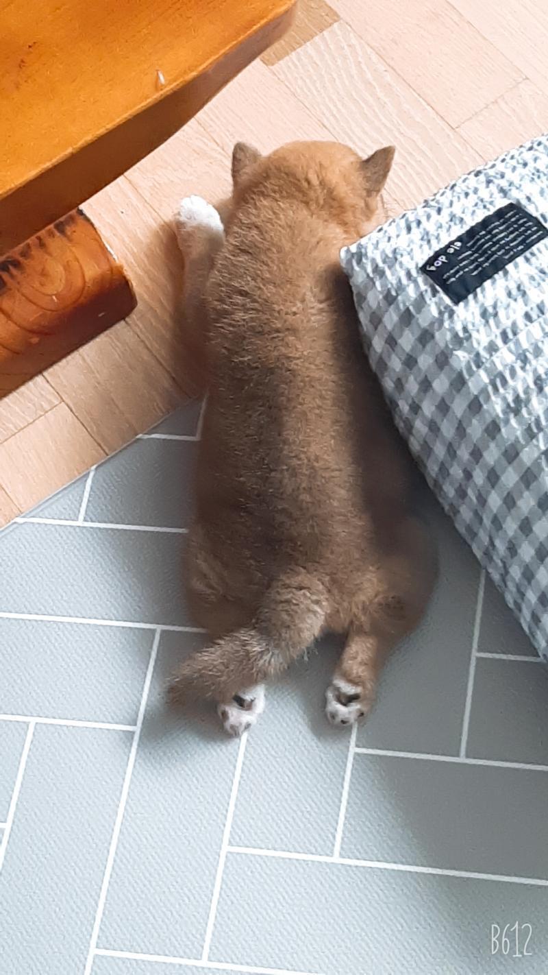 시바이누 야 엉덩이봐 ㅜ 발바닥 어쩔꺼냐고 ㅜ