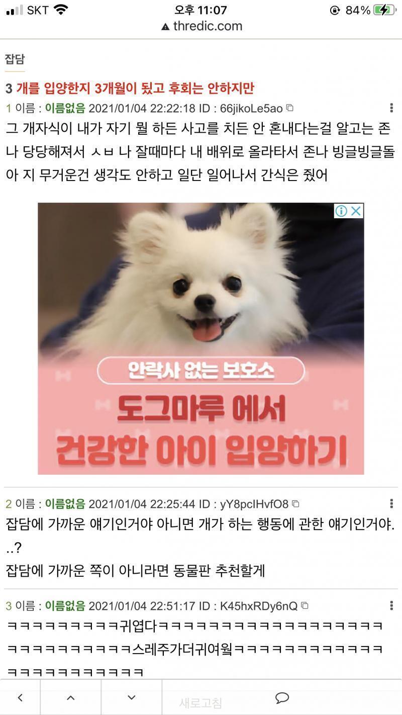 스크롤 내리기 전까지 레주네 개 사진인 줄 알았다