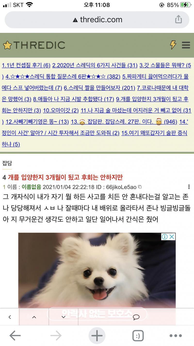 스크롤 내리기 전까지 레주네 개 사진인 줄 알았다