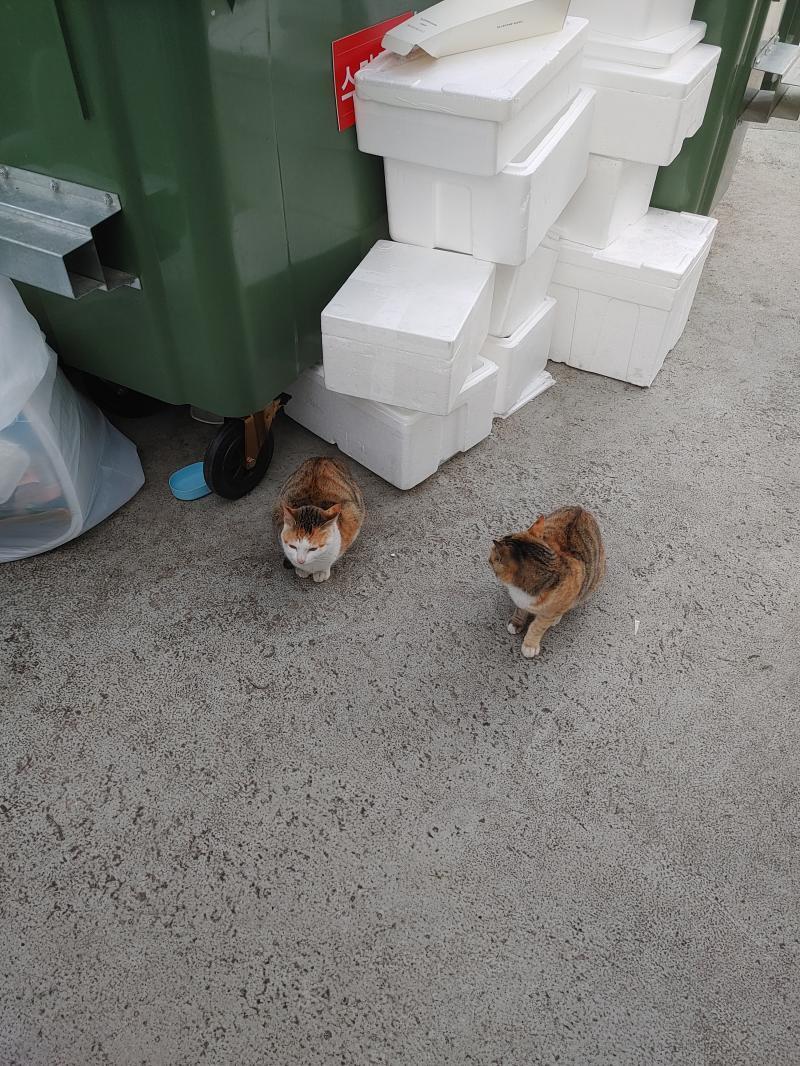나 오늘 고양이 봄 코드 바뀌었나?