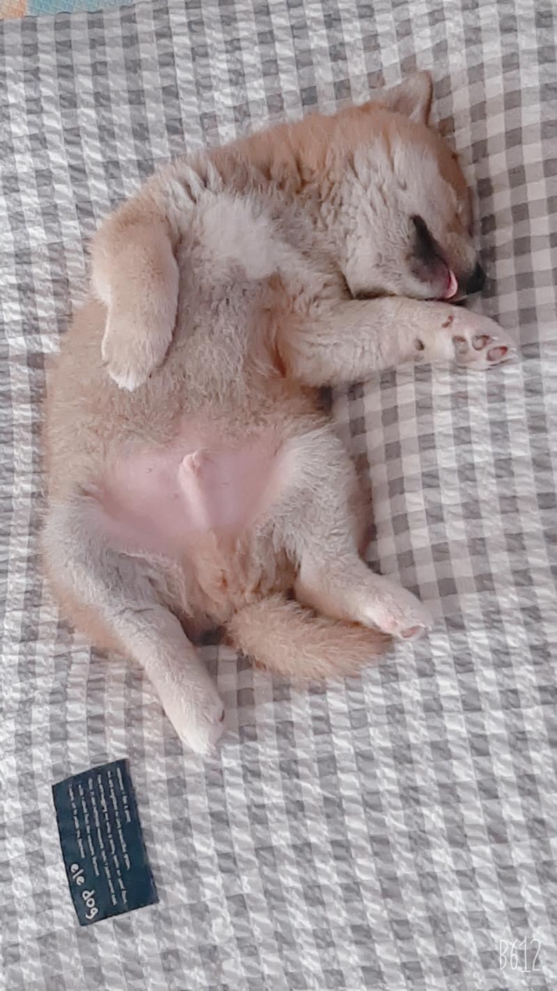 >>3 칭찬고마워! 동물판 얘기 나올것같아서 많이 올리지는 못해ㅜㅠ 예뻐해줘서 고마웡 거의 자는 거 밖에 없넹..