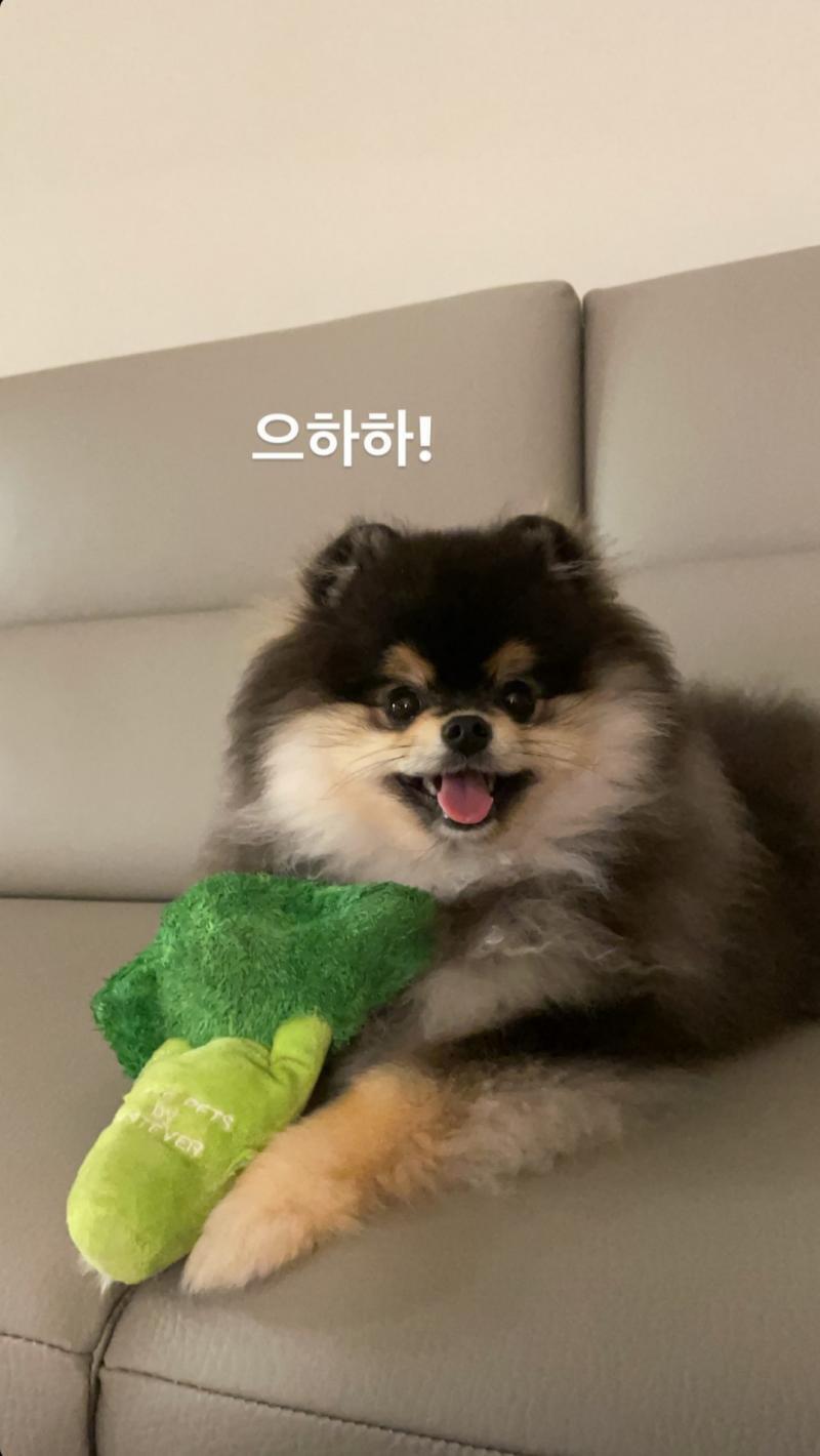 다들 몰리 봐주세요ㅠㅠ진짜 겁나 깜찍이..
