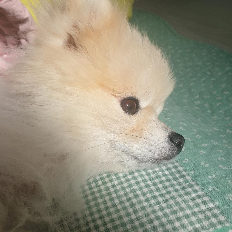 난 진짜 살면서 이렇게 귀여운 강아지 처음 봐 내새끼지만 너무 예뻐ㅠㅠㅠㅠ 첫번째는 가장 최근에 찍은 사진이고 두번째는 태어나고 2~3개월 됐을