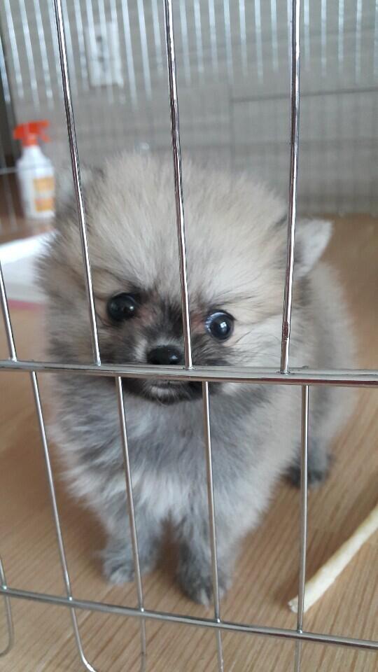 난 진짜 살면서 이렇게 귀여운 강아지 처음 봐 내새끼지만 너무 예뻐ㅠㅠㅠㅠ 첫번째는 가장 최근에 찍은 사진이고 두번째는 태어나고 2~3개월 됐을