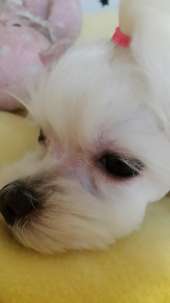 우리애기 엄청 귀여어ㅠㅠㅠ 맨날 잘 때는 목이랑 다리 다 쭉 빼놓고 자구ㅠㅠ 배고프면 막 째려보기도 하는데 밥 주면 턱 쓰담쓰담도 허락해줘 진짜