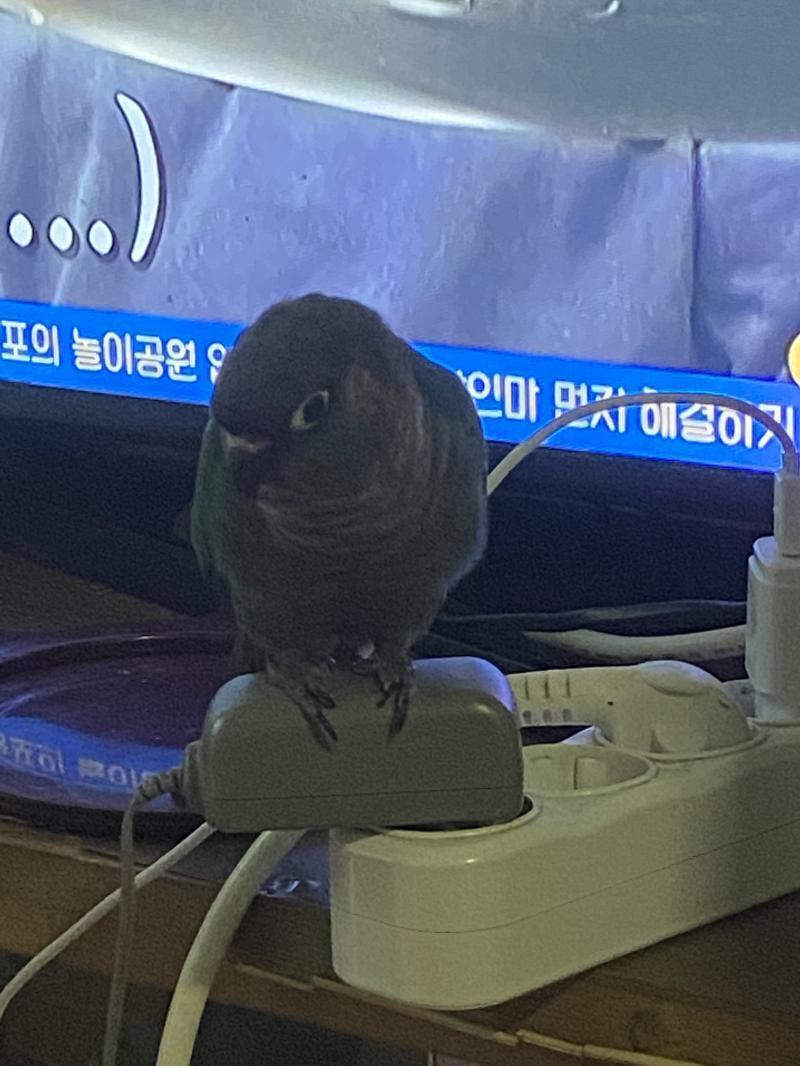우리집 앵무새들... 앵무새도 귀엽다구요... 알아봐쥬세요... 눈도 똥글 콧구멍도 똥글.. 몸도 똥글.. 귓구멍도 똥글... 모든 게 똥글해.
