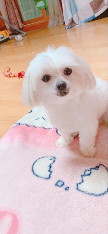 난 언제나 진심이지ㅣ. 이거 강쥐 미용 망했을 때..