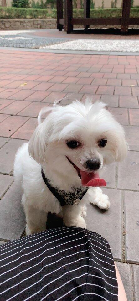 난 언제나 진심이지ㅣ. 이거 강쥐 미용 망했을 때..