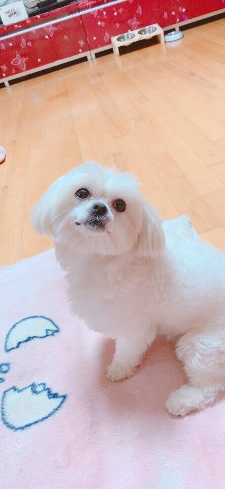 난 언제나 진심이지ㅣ. 이거 강쥐 미용 망했을 때..