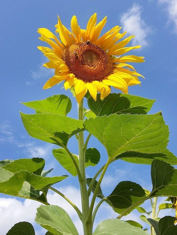 >>105 꽃 사진입니다! 고마워요!
