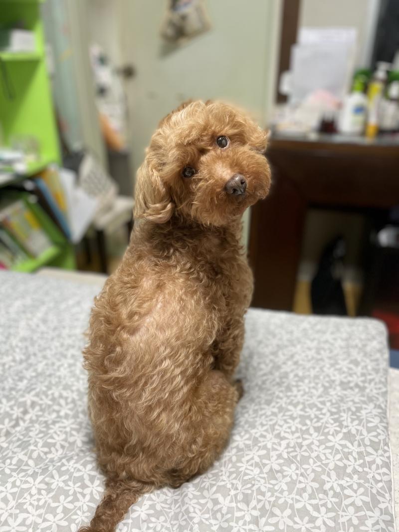 울 집 강아지 예쁘징?
