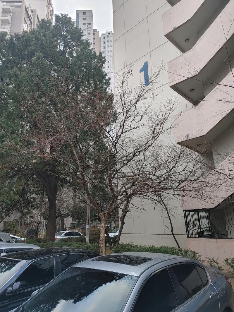 벚꽃이 보였던 나무