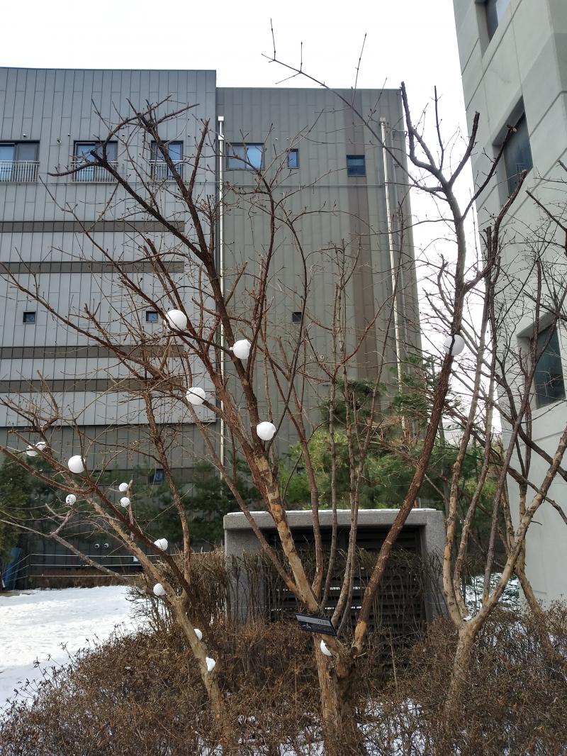 #우리동네_눈나무 #동심으로_돌아간_듯 #예쁘다