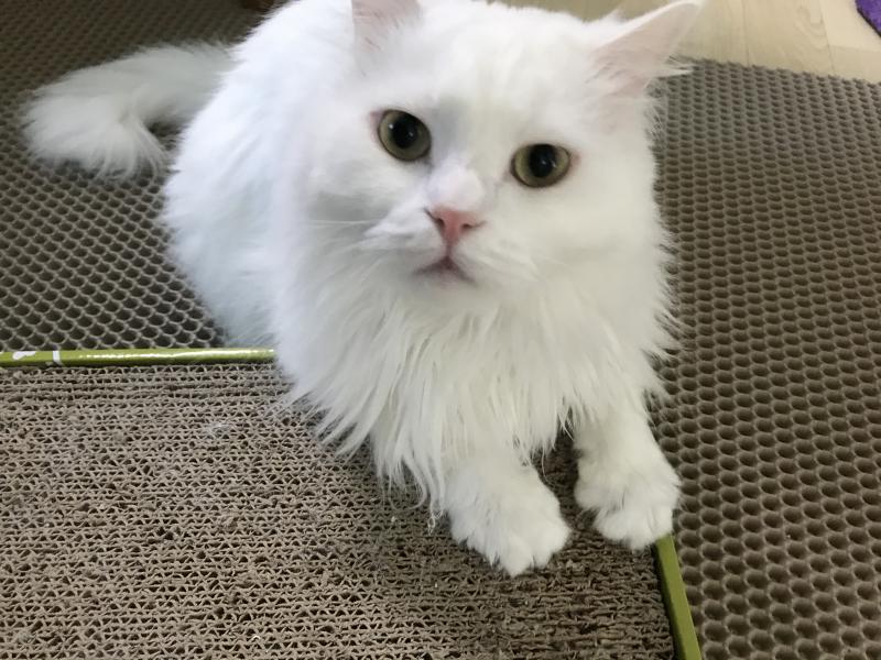 다시옴