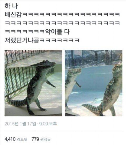 고전 웃사 공포의 악어....