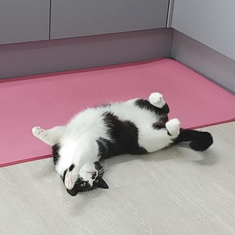 >>5 먄먄 우리 애옹이 사진 줄게 용서해조^3^