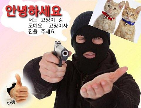 더내놔 고양이키우는사람들 다 집합시켜