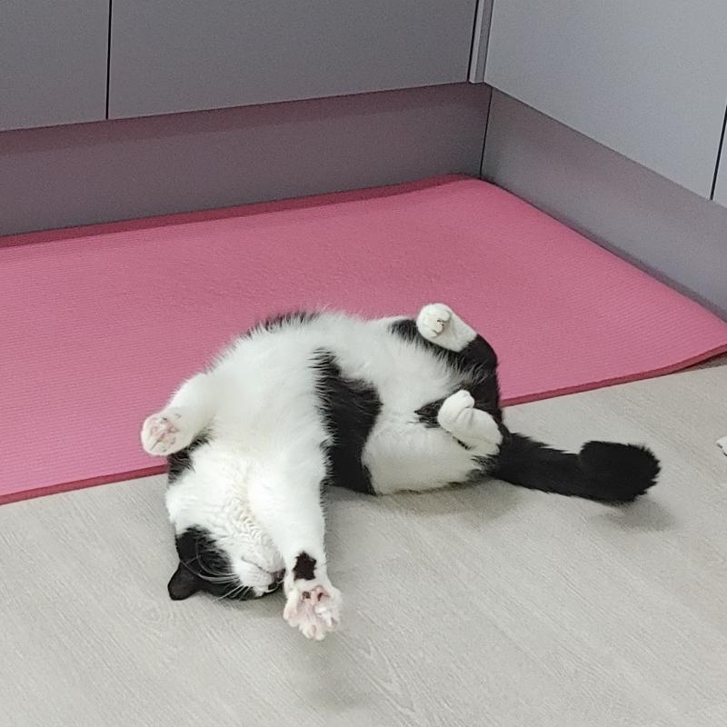 >>5 먄먄 우리 애옹이 사진 줄게 용서해조^3^