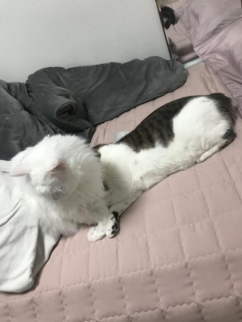 초초랑 미세
