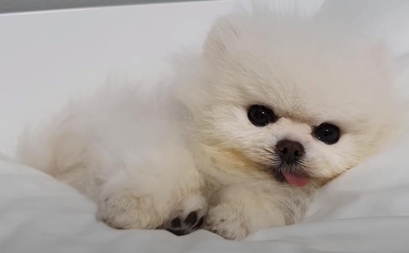 요즘 보는 갱얼쥐 채널 갱얼쥐가 너무 귀여워서 미칠거 같애