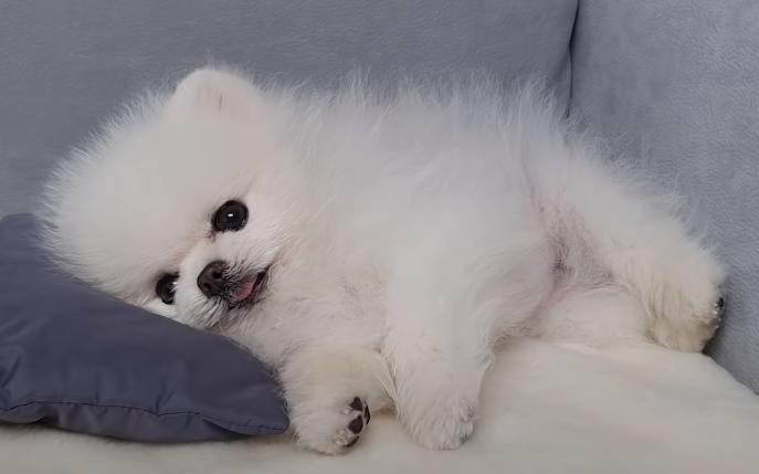 요즘 보는 갱얼쥐 채널 갱얼쥐가 너무 귀여워서 미칠거 같애
