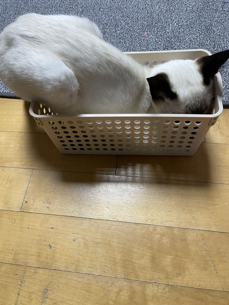 친구들이 나한테는 고양이 사진 찍지말라고 했었는데 똥손이라고ㅎㅎ 칭찬 고마웡 컴레딕 중이었는데 하지말라고 올라왔어ㅜㅜ 얘 때문에 우리집 컴터가