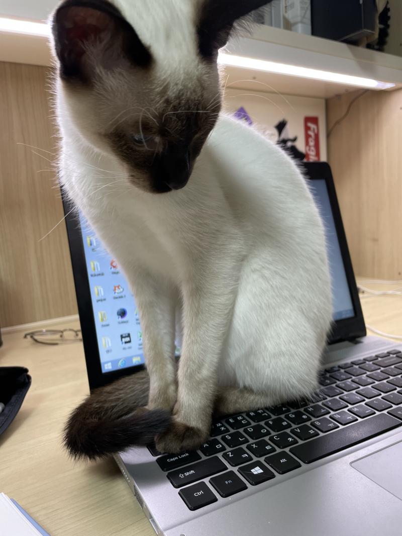 친구들이 나한테는 고양이 사진 찍지말라고 했었는데 똥손이라고ㅎㅎ 칭찬 고마웡 컴레딕 중이었는데 하지말라고 올라왔어ㅜㅜ 얘 때문에 우리집 컴터가