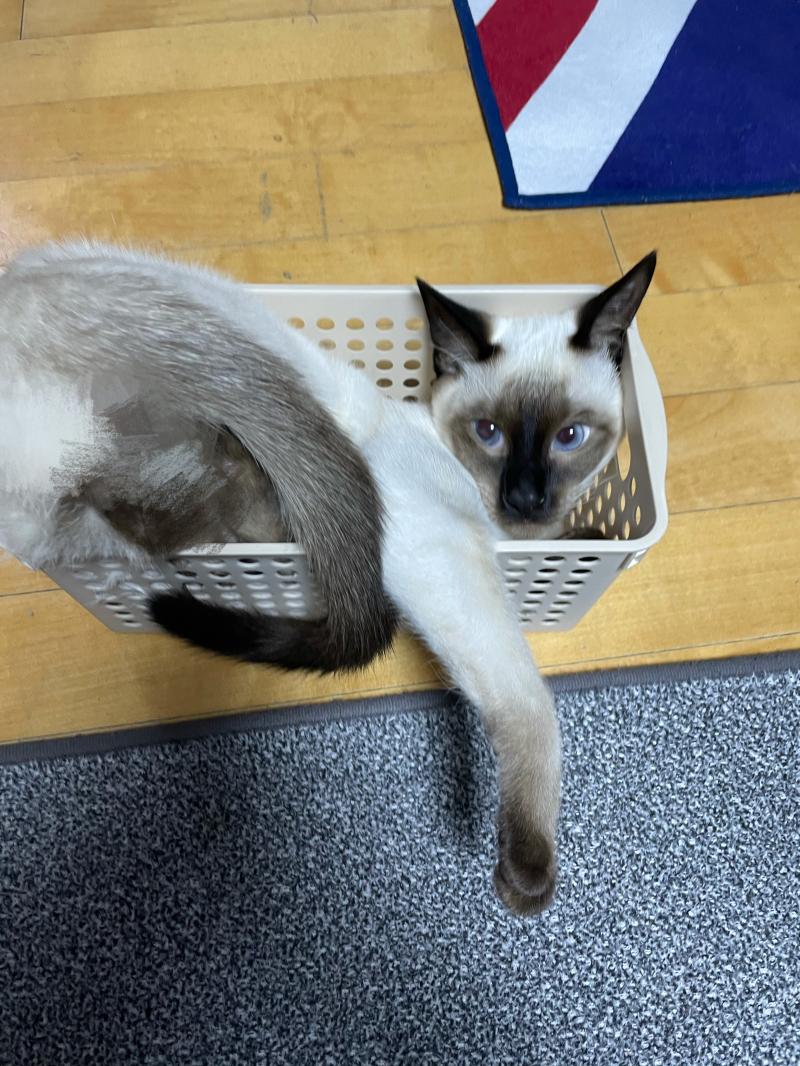와 윗 레더 사진 잘찍는다.. 나는 똥손이라 이런 것 밖에 못찍어.. 그래두 나도 귀여운 울 냥이 자랑할래