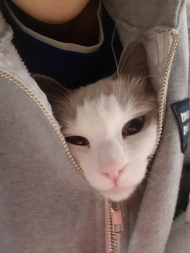 행운에 관한 내용이나 힌트가 있을거 같아! 그리고 짧은 글귀 같은 것도 적혀있을거 같구 다른 래더들이 말하는 것처럼 앞으로의 방향성 이나 조언에