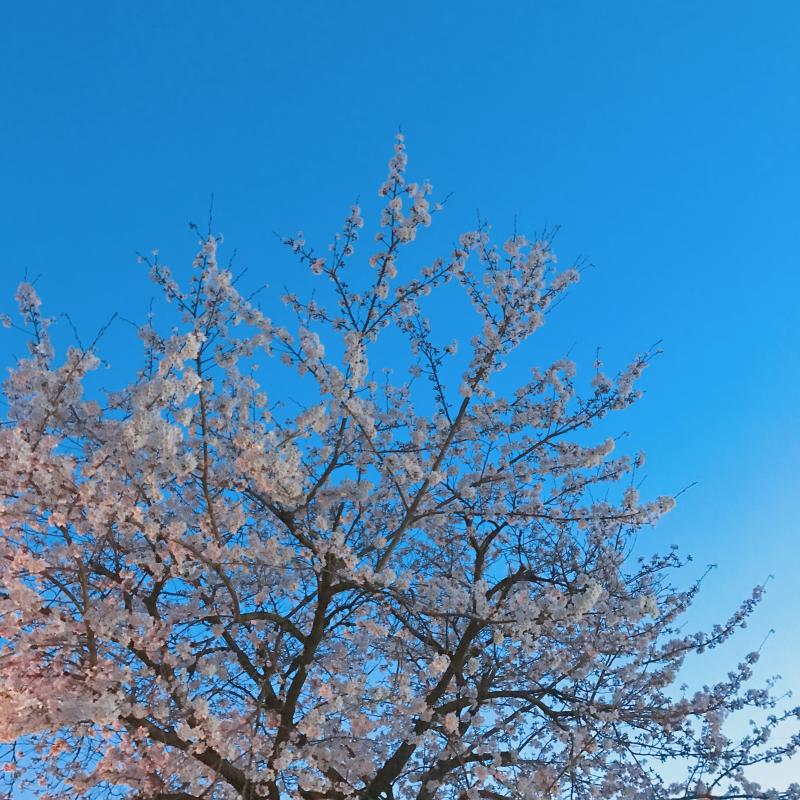 레주야 내 주변에도 날 이성으로 보는 사람이 있을까? 어제 한 번 물어봤지만 이것도 좀 궁금하네.. 복채는 곧 봄이 오니까 전에 내가 찍었던 벚