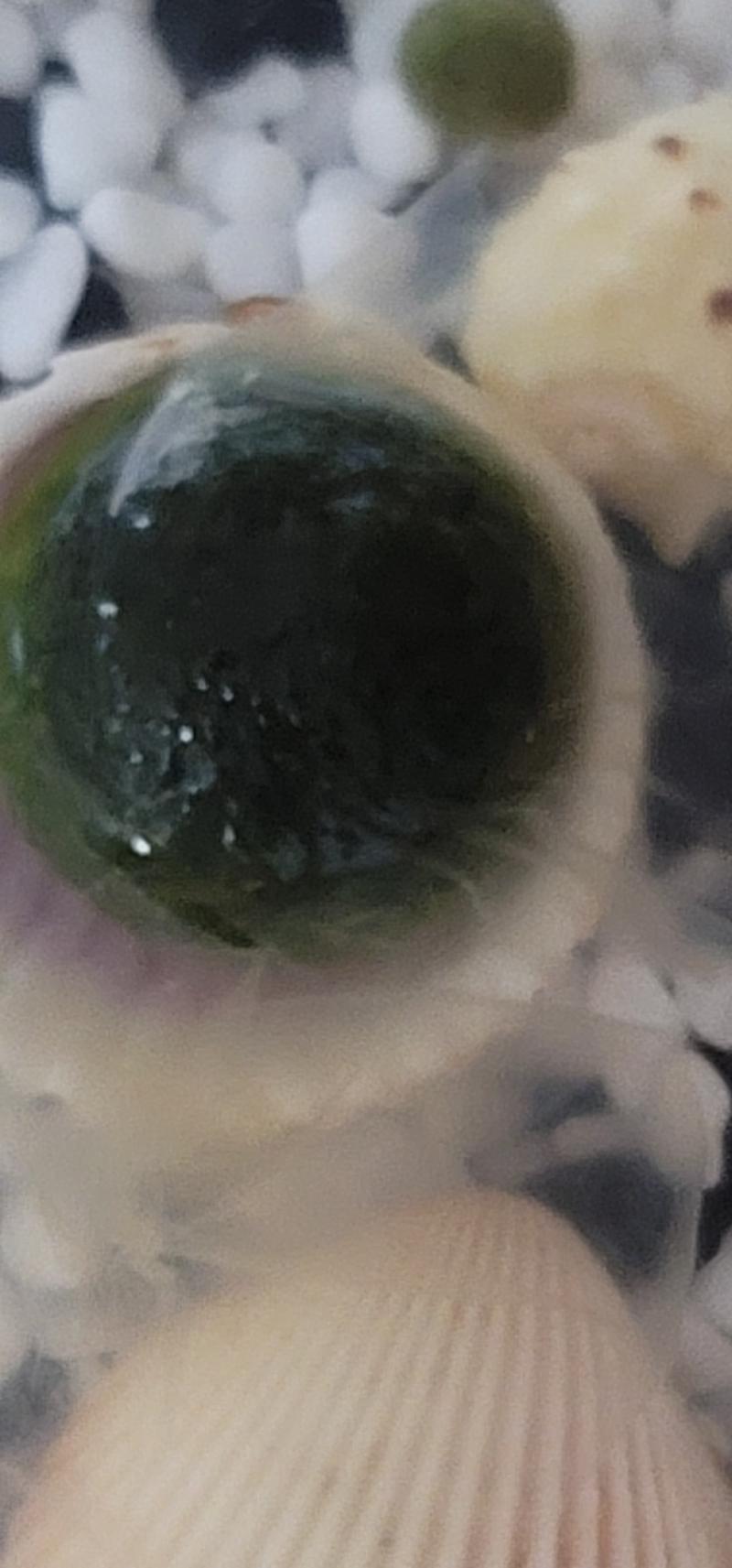 마리모 사진