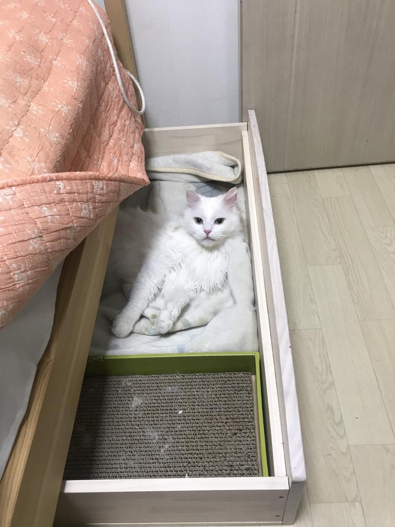 >>7 ㅋㅋㅋㅋ 이름은 초초야 기억해줘 자매품 미세