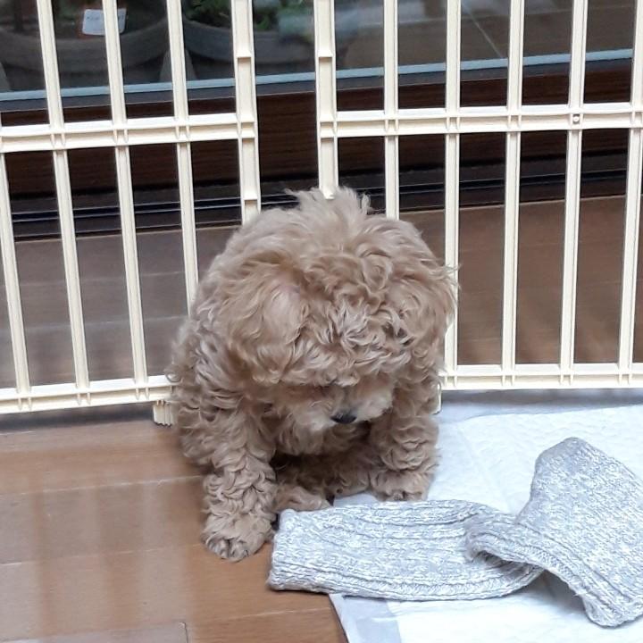 우리집 멍뭉이 볼사람