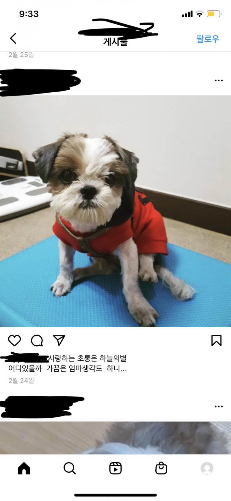 사진은 엄마가 초롱이 셀프미용 처음 해줬을때 이쁜 애기인데 엄마가 삐뚤빼뚤 만들어놔서..ㅋㅋㅋ 그립고 보고싶다..잘해주지도 못했는데 미안해