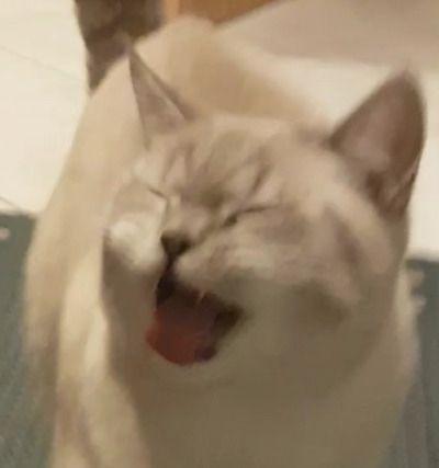 그만해라냥!!!!!!!!!!!!!!!