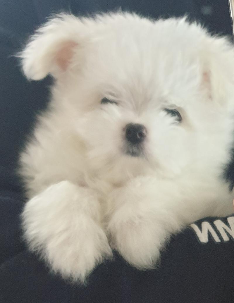 응애