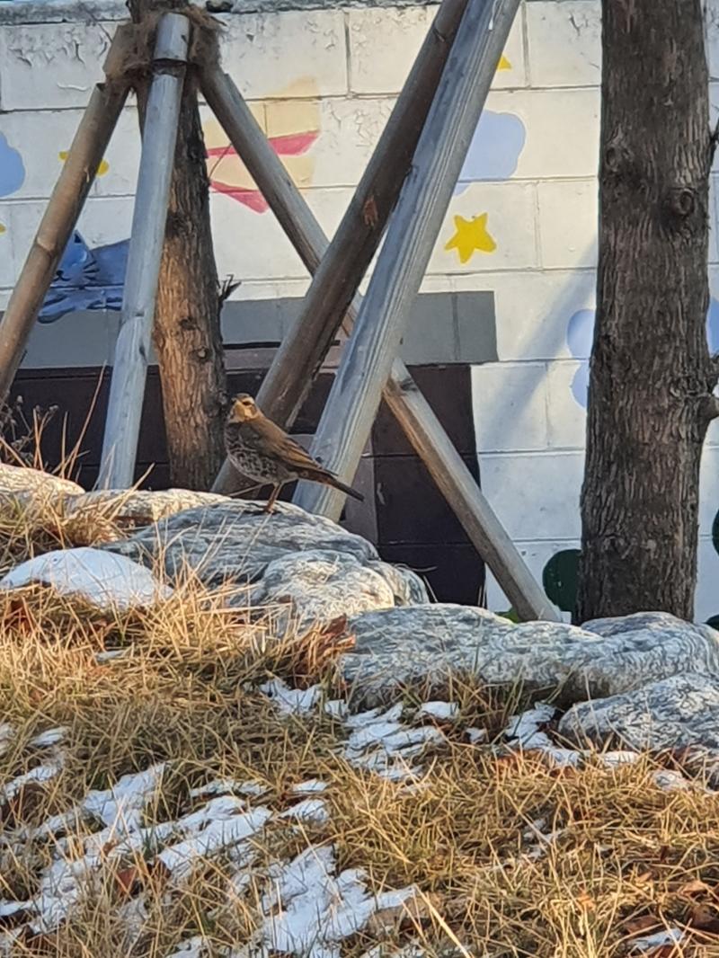 요놈 요놈. 비둘기조롱이인가 했는데 아닌것같기두 하고.. 사이즈는 비둘기보다 쪼매 컸다.