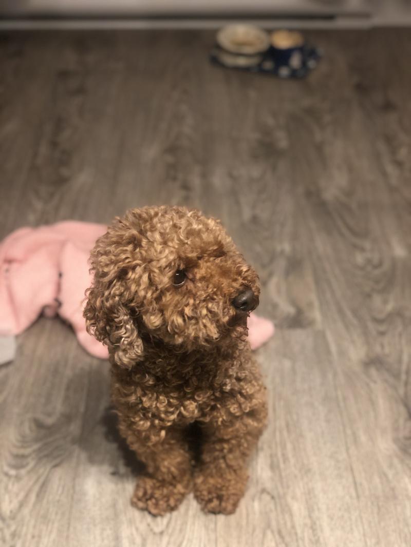 >>2 오웅 근데 더 많은 사람들에게 울 강쥐의 귀여움을 전파하고 시퍼... 갱얼쥐 사진 툭
