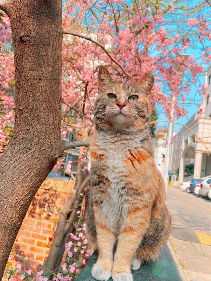복채는 고양이 사진으로 할게! 진로문제로 고민중인데 난 지금 대학생이고 글과는 정반대의 과에서 생활하고 있어 혹시 내가 작가쪽으로 생각중인데 한