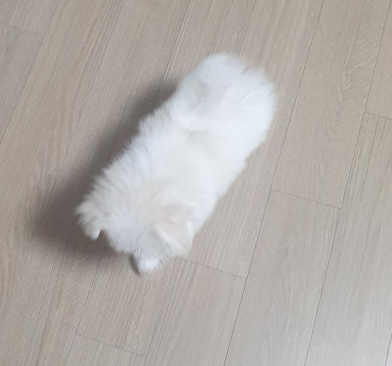 보통 애기 강아지들은 꼬리가 이렇게 말려서? 올라가 있어??