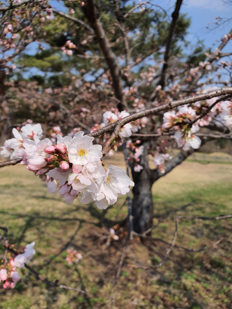 오늘 꽃도 슬슬 피기 시작하더라 공원에서 찍은 꽃사진 투척 💐