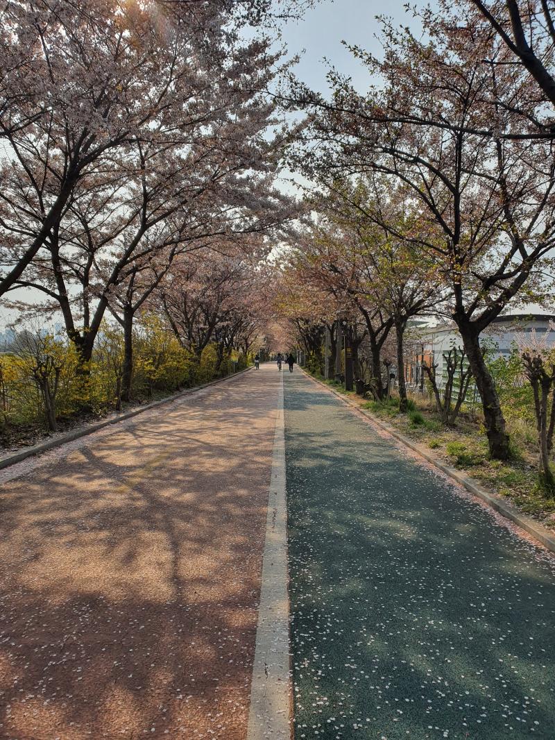 1~2주일 뒤에 우리집 근처 풍경임 사진은 작년!